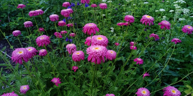 Tanacetum coccineum 'Alfred' Punapäivänkakkara/punapietaryrtti